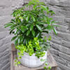 Potted green houseplant with glossy leaves in a white ceramic planter