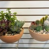 Mixture of Cacti and Succulents