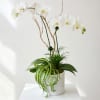 White orchid arrangement in a white cylindrical pot