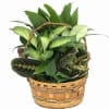 Your planter will arrive adorned with a bow. For an added touch