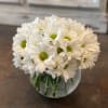 Fresh White Daisys designed in a 5x5 Clear Glass Bubble.