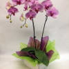 This two stem orchid comes complete with a ceramic pot and gift