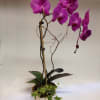 Purple orchid plant in a white pot with trailing ivy