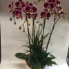 Potted purple orchids with dark green foliage in a white container