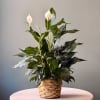 Potted peace lily with white blooms in a woven basket