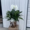 Potted peace lily arrangement with white blooms and a ribbon bow