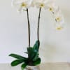 White orchid plant in a pot with a ribbon bow