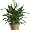 Potted peace lily plant with white blooms in a woven basket