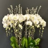 White orchids arranged in a low oval planter with succulents