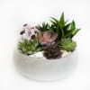 Succulent arrangement in a round concrete planter with shells