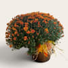 Orange chrysanthemum arrangement in a brown pot with autumn leaves