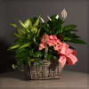 Basket arrangement with pink flowers and assorted green plants