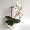 White orchid arrangement in a white pot with succulents and a pink wire heart