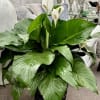 Large peace lily plant in a black pot with white blooms