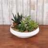 Low white bowl filled with assorted green succulents on a wooden surface