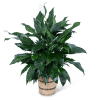 Potted peace lily plant with a white bloom in a woven basket
