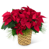 Poinsettia plants are one of the most popular houseplants during the holiday