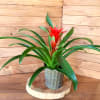 Potted red bromeliad plant with arching green leaves on a wooden slab