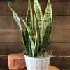 Potted snake plant in a patterned metal container