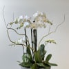 White orchids arranged in a shallow gray bowl with arching stems