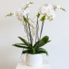 This orchid arrangement features 2 large double stemmed phalaenopsis orchid plants in