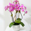 Pink orchids in a white pot with broad green leaves