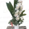 White orchids arranged in a white pot with broad green leaves