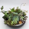 A shallow bowl filled with assorted succulents and small yellow blooms.