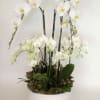 White Orchids