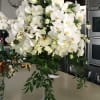 Large white orchid arrangement in a clear vase with trailing greenery