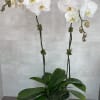 White orchid plant in a white pot