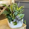 Mix of plants in white container.