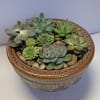 Succulent arrangement in a decorative ceramic bowl with pebbles