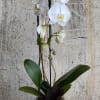 White orchid plant in a gray pot with broad green leaves