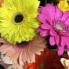 Wrapped bouquet of all Gerber daisies. Bright colors with some filler and