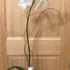 This orchid plant is simply beautiful and doesn't need an explanation. Send