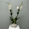 Bring timeless elegance into any home or office with our White Phalaenopsis