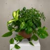 Potted green houseplant with trailing variegated leaves