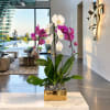 White and purple orchids in a gold square planter