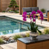 Potted purple orchids in a silver vase beside a pool