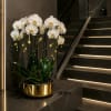 White orchids in a gold planter on a dark staircase landing.