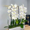 White phalaenopsis orchid plants in a long gray ceramic planter on a wooden surface