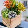 Succulent arrangement in a wooden cube planter