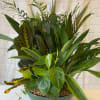 Lush green potted plant arrangement in a shallow bowl