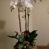 White orchids in a low bowl with succulents and shells