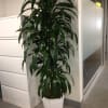 Tall leafy potted plant in a white container