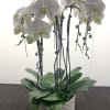 White orchids arranged in a geometric ceramic pot with succulents