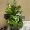 Mixed green houseplant arrangement in a gray bowl planter