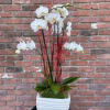 White orchids in a white square planter with red decorative accents
