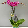 Pink orchids in a turquoise pot with ivy and a butterfly decoration